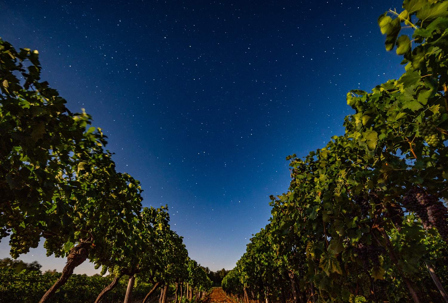 snimanje vinograda