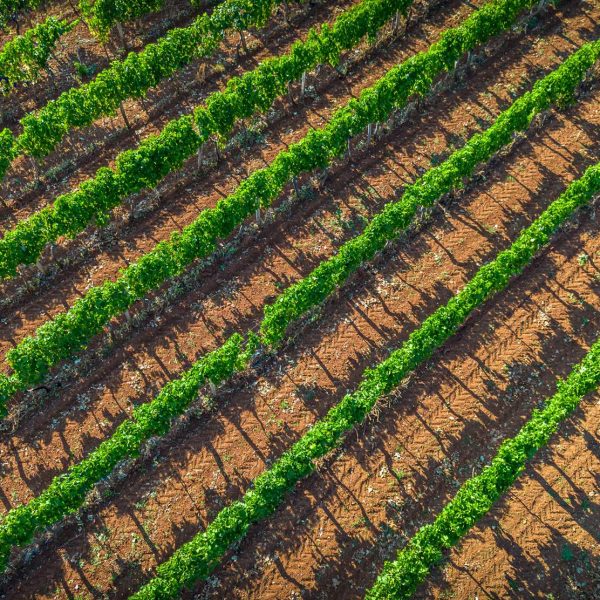 wineyard vinograd matiska