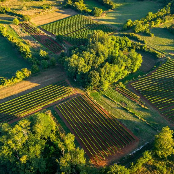 Matiska-vinograd-istra